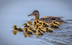 Duckling
