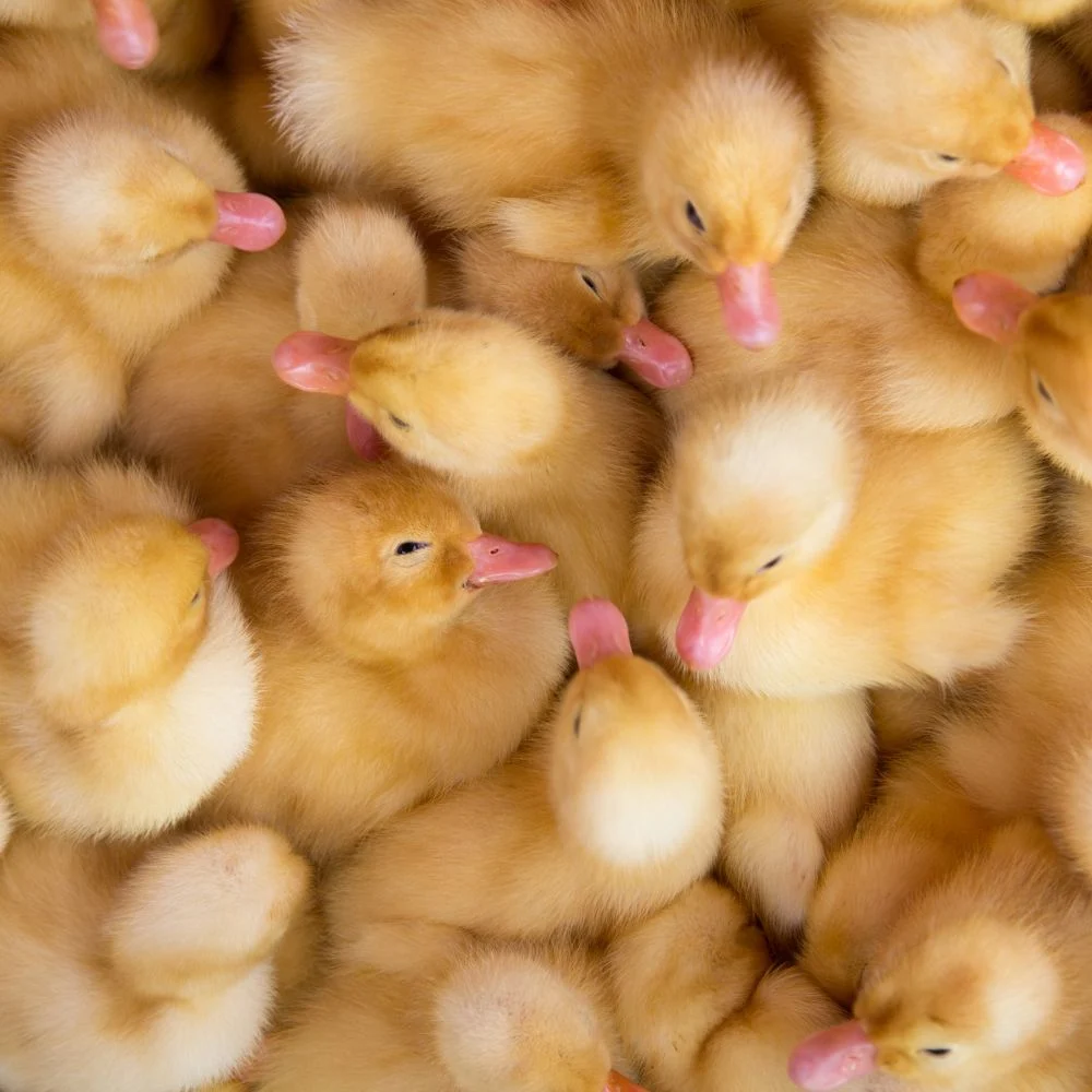 Duckling