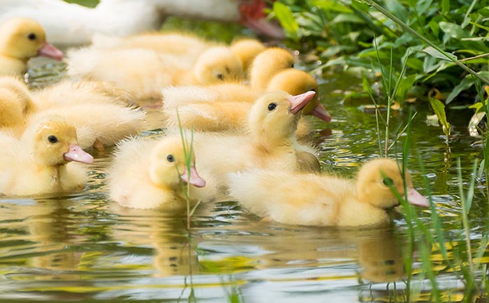 Duck