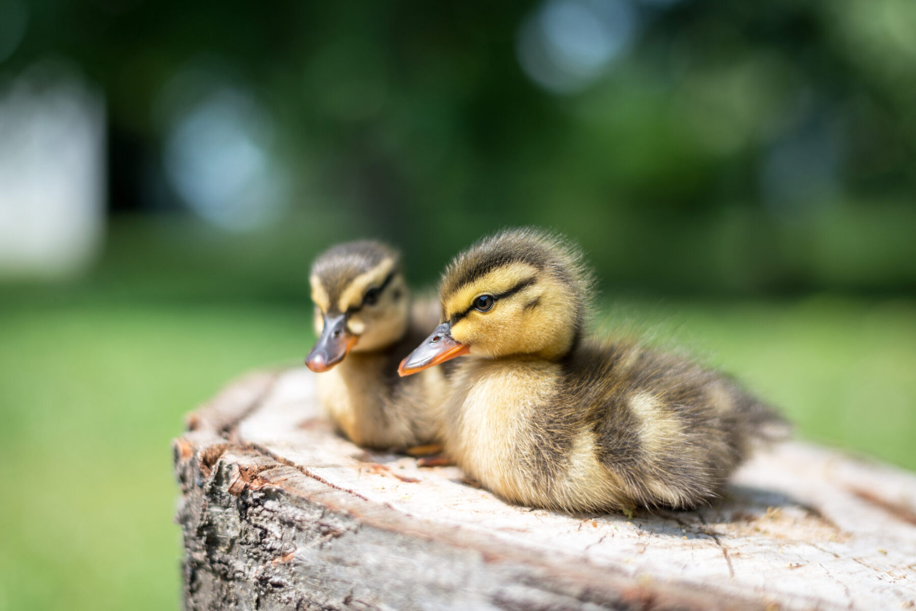 Duckling